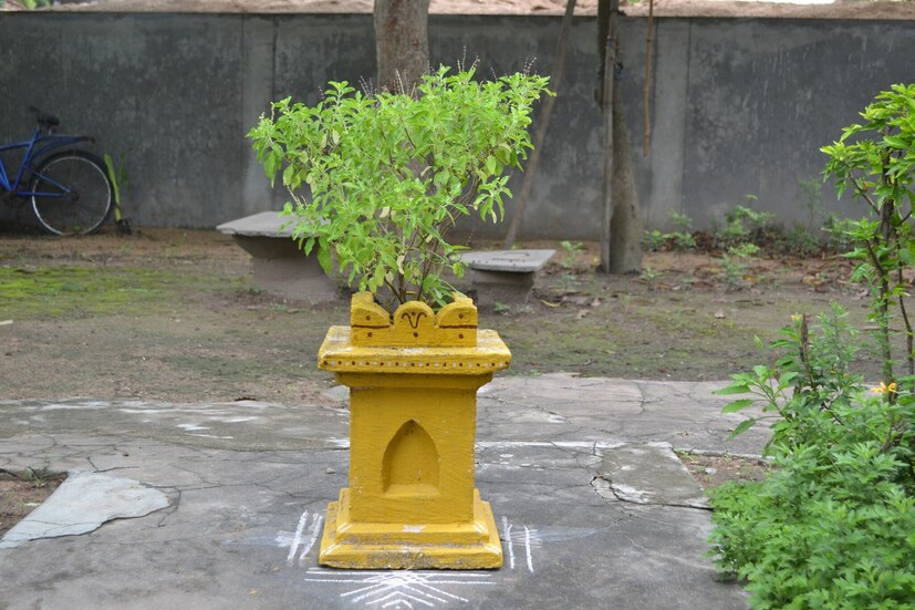 জ্যোতিষী মনীশ শর্মা বলেন, "অনেকে তুলসী পাতা ছেঁড়াতে নখ ব্যবহার করেন, কিন্তু এটি করা উচিত নয়। তুলসী কাটার জন্য নখের পরিবর্তে আঙুলের ডগা ব্যবহার করুন। যদি সম্ভব হয়, তুলসী পাতা ছিঁড়ে ফেলার পরিবর্তে, টব বা গাছের পাশে ইতিমধ্যে পড়ে থাকা তুলসী পাতা ব্যবহার করা উচিত।