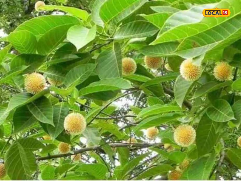 ট্রি অফ গডস নাম শুনে অবাক হবেন না। এই গাছকে দেববৃক্ষও বলা হয়। আজকের এই প্রতিবেদনে আমরা কদম্ব গাছের বা কদম গাছের কথা বলছি। কবিতা সাহিত্যেও বার বার এই গাছের উল্লেখ শুনে থাকবেন। তবে ধর্মীয় ব্যাখ্যা ছাড়াও, এই কদম গাছ কিন্তু অনেক রোগের জন্য একটি ওষুধ হিসাবে বিবেচিত হয়।