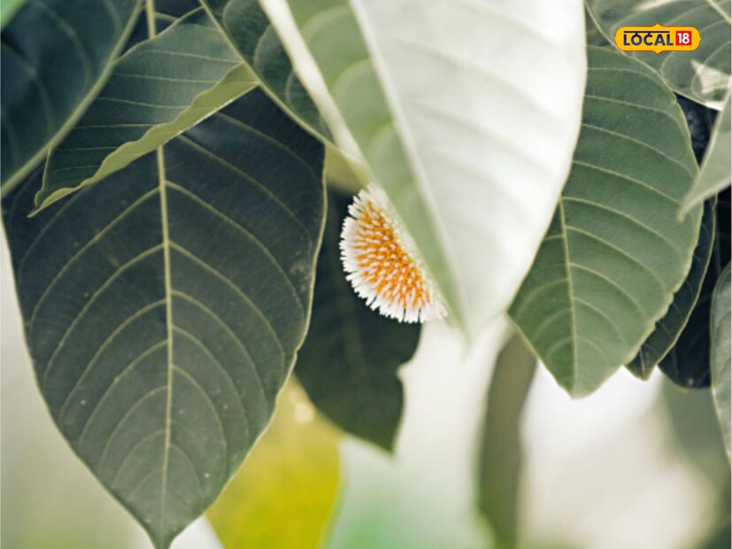 এই গাছের পাতা খেলে লিভার সুস্থ থাকে। এটি অনেক চর্মরোগ নিরাময়েও ব্যবহৃত হয়। বলা হয়ে থাকে যে এটি মুখে লাগালে মুখে উজ্জ্বলতা আসে অর্থাৎ মুখ স্বাভাবিকভাবেই উজ্জ্বল হতে শুরু করে।