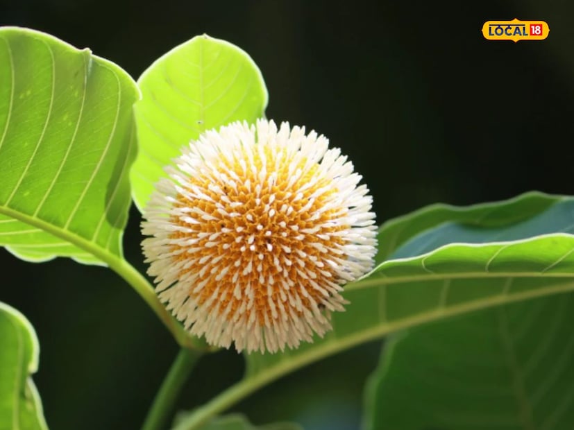আয়র্বেদাচার্য ডাঃ দীপ্তি নামদেব বলেন, এই কদম গাছের ফল শরীরের তিনটি দোষ (বাত, কফ, পিত্ত) নিয়ন্ত্রণ করে। এছাড়া এর সেবনে শুক্রাণুর সংখ্যাও বৃদ্ধি পায়। এটি শরীরের অভ্যন্তরীণ শক্তিও দেয়।