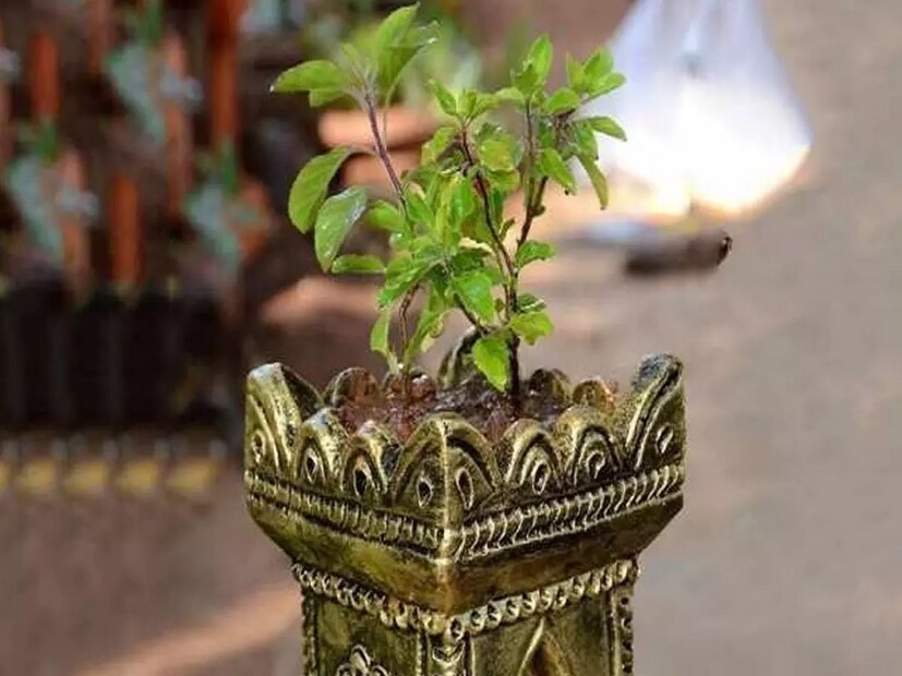 এ বিষয়ে জ‍্যোতিষী বিনোদ তিওয়াড়ি জানান,&quot;স্বামী ও পরিবারের সদস্যদের মঙ্গলকামনা করে তুলসী বিয়ের আয়োজন করেন মহিলারা। তুলসীকে লক্ষ্মীর অবতার মনে করা হয়। বৃন্দা নামে জন্মগ্রহণ করেছিলেন তিনি। এই তিথিতে বিষ্ণুর স্বরূপ শালগ্রামের সঙ্গে তুলসীর বিয়ে দেওয়া হয়। সুখী দাম্পত্য জীবন ও সুখ-সমৃদ্ধির কামনা করা যায় এই পুজোতে।&quot;