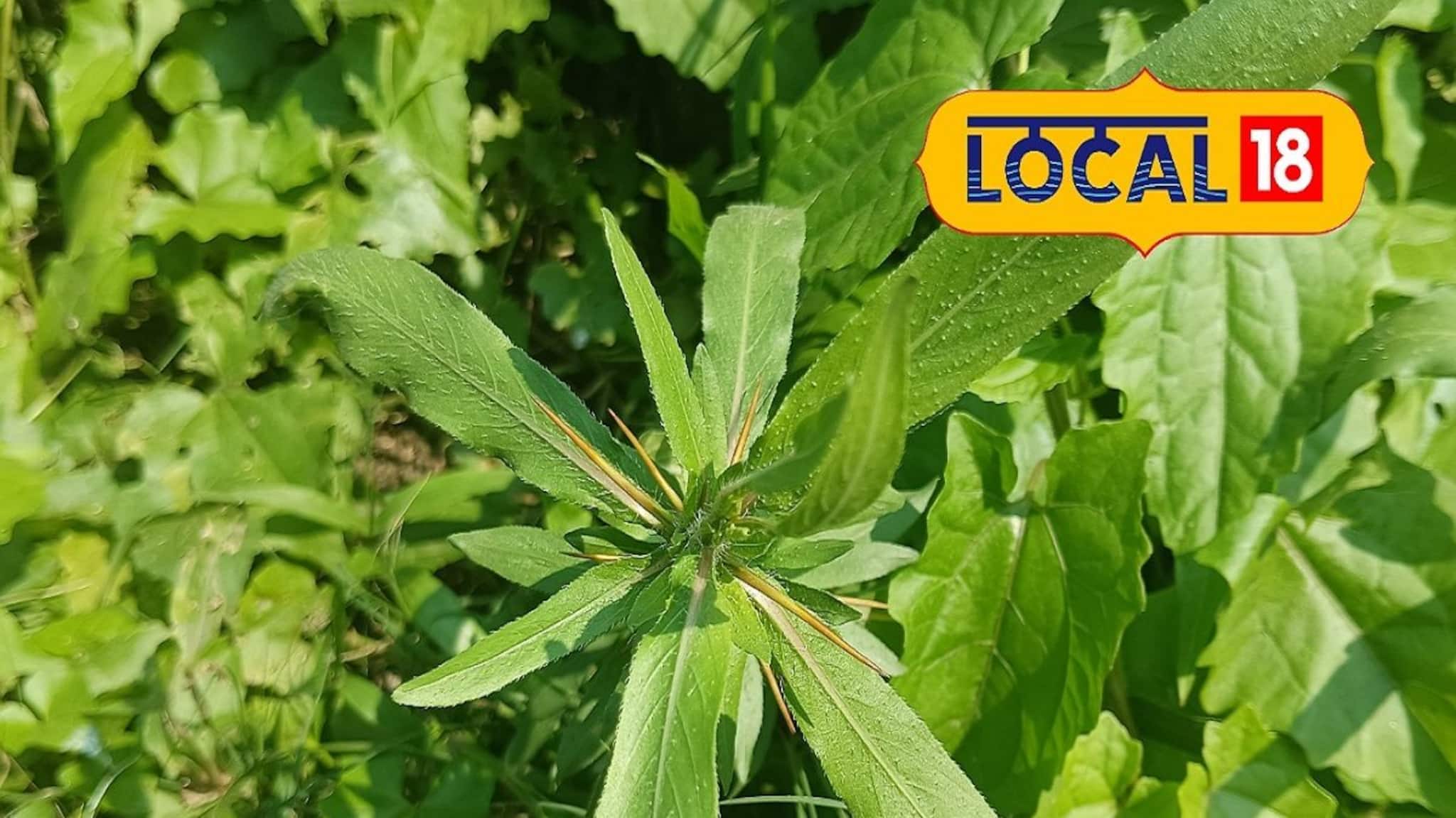 Health Care-Hemoglobin: রক্তে হিমোগ্লোবিন কম? চিন্তার কিছু নেই! এই পাতার রস খান! কয়েক দিনেই কামাল!