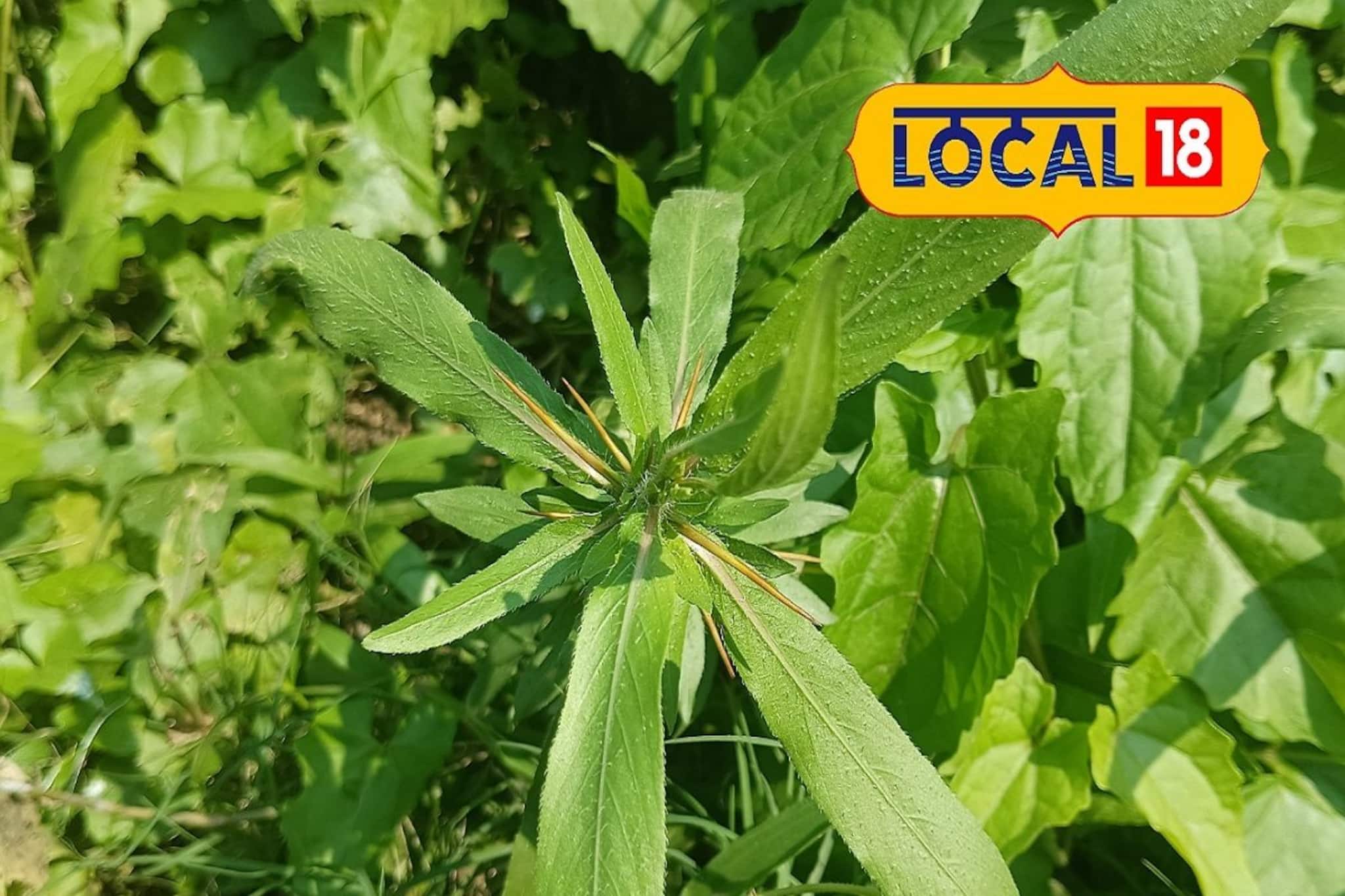 Health Care-Hemoglobin: রক্তে হিমোগ্লোবিন কম? চিন্তার কিছু নেই! এই পাতার রস খান! কয়েক দিনেই কামাল!