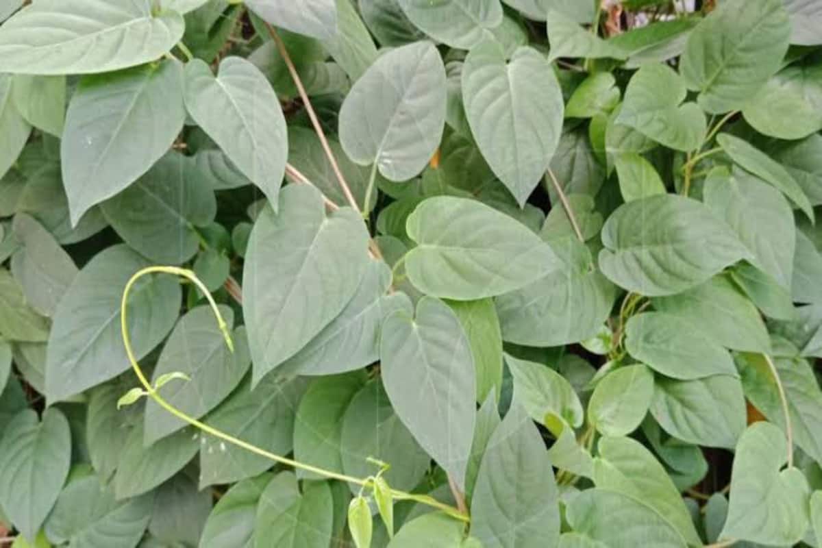Skunk Vine: শরীরের কাটা স্থানের রক্ত বন্ধই নয়! গাঁদাল পাতা খেলে কি হয়