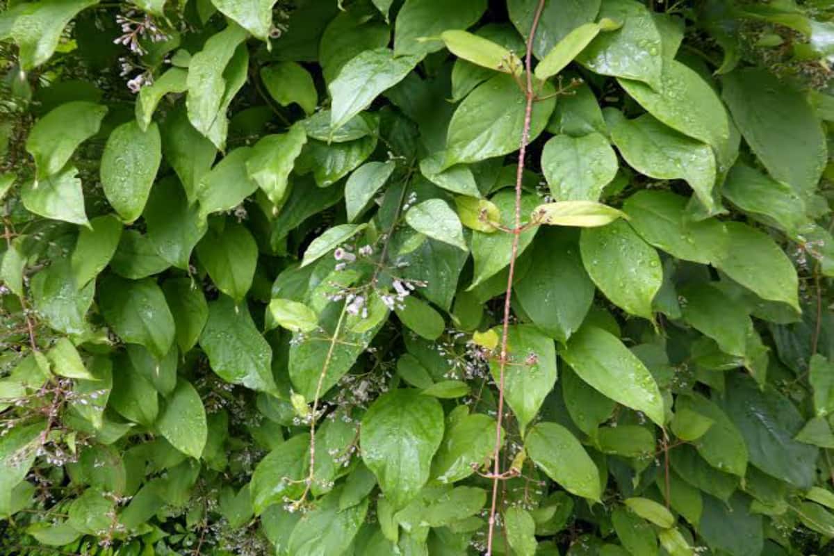 Skunk Vine: শরীরের কাটা স্থানের রক্ত বন্ধই নয়! গাঁদাল পাতা খেলে কি হয়