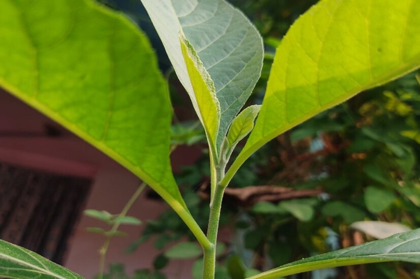 যারা ইনসুলিন ব্যবহার করেন এবং গ্যাস্ট্রিকে আক্রান্ত তাদেরকে সকালে খালি পেটে ২টি পাতা ও রাতে শোবার আগে ২টি পাতা সেবন করতে হবে।