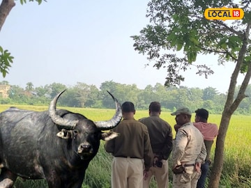 উন্মত্ত