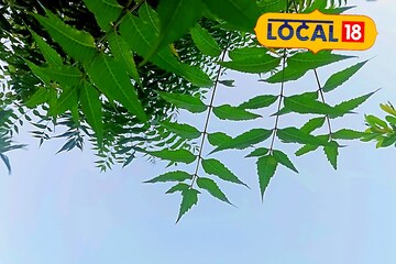 রোজ সকালে এক চামচ নিমপাতার রস খান! কান্ড দিয়ে দাঁত মাজুন! চিকিৎসকের মত জানুন