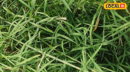 দূর্বা ঘাস 