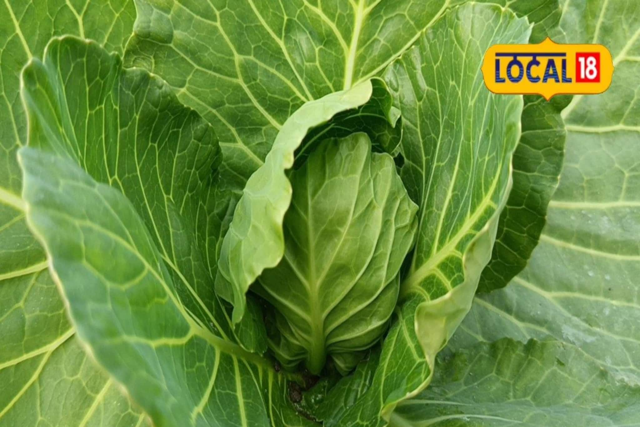 শীতকালীন সবজি চাষ করুন এই পদ্ধতি মেনে! আয় হবে প্রচুর পরিমাণ