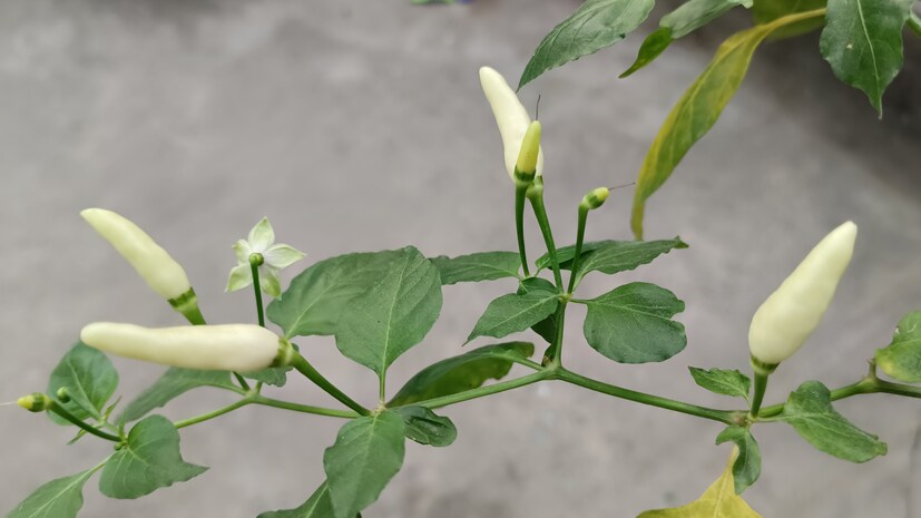 উত্তরবঙ্গের কিছু জায়গায় সাদা লঙ্কার চাষ দেখা গেলেও, তা পর্যাপ্ত নয়। ফলে বাজারে এই লঙ্কার দেখা খুব বেশি পাওয়া যায় না।
