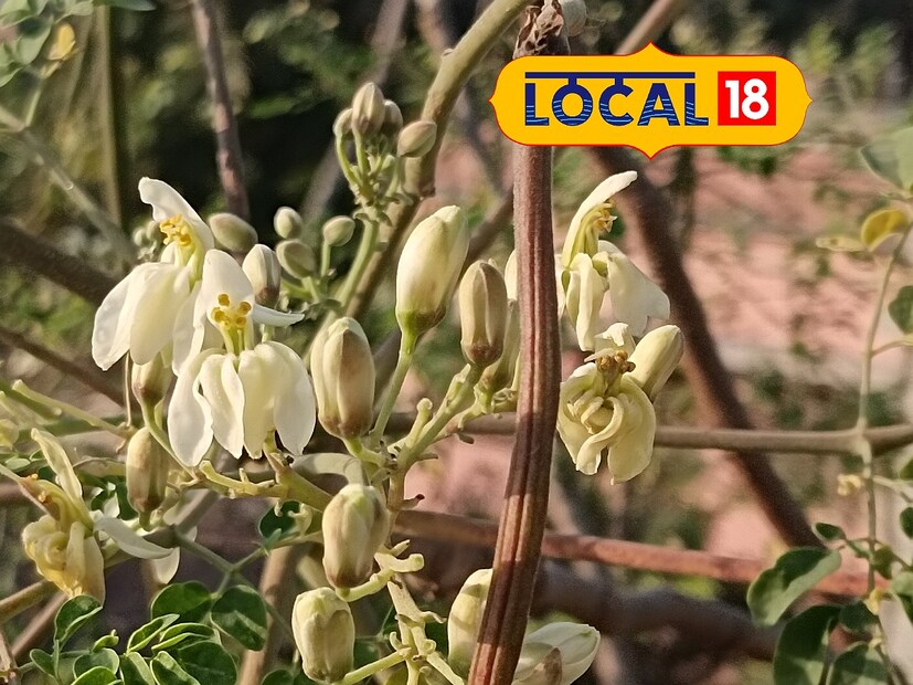 সজনে গাছের পাতা ও ফুল গ্রামের মানুষের পছন্দের খাবারের মধ্যে একটি। তবে এর অসম্ভব উপকারী গুণ হয়ত অনেকেরই অজানা। চুল থেকে শরীরের জন্য দারুণ কাজের!