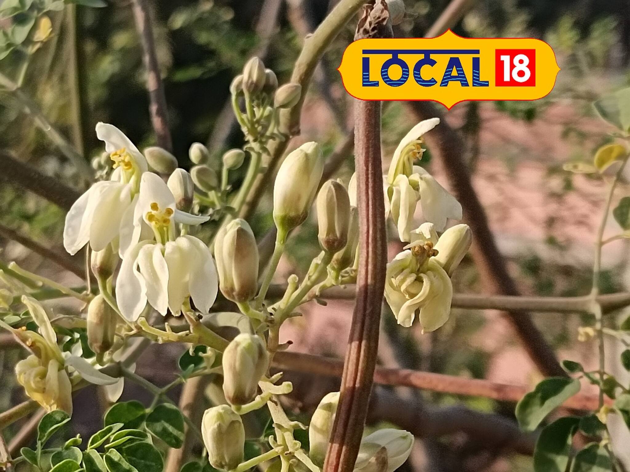 Moringa: এই গাছের ডাঁটা-ফুল-পাতা সব খেতে পারবেন! চুল থেকে শরীর থাকবে ঝকঝকে! জানুন চিকিৎসকের মত