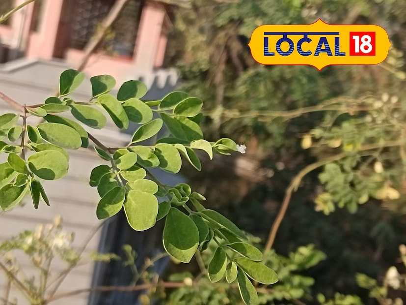 সজনে ডাঁটায় রয়েছে প্রচুর পরিমাণে মিনারেলস। এছাড়াও সজনে ডাঁটা প্রোটিন সমৃদ্ধ একটি খাবার। এই সজনে পাতা বেটে মাথায় লাগালে চুল পড়া কমে। নতুন চুল গজায়!