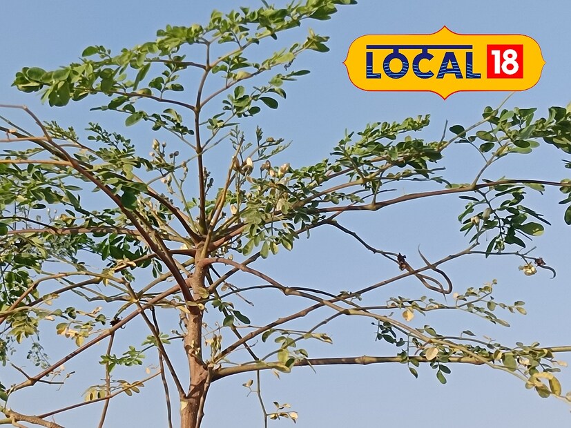 সজনে পাতায় রয়েছে ভিটামিন এ, বি ও সি, প্রোটিন, নিকোটিনিক অ্যাসিড এবং কার্বোহাইট্রেড। এই পাতা খেলে ওজন নিয়ন্ত্রণে থাকে। বহু অসুখে কাজ করে এই পাতা!