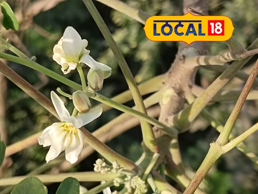 সজনে ফুল সর্দি কাশি সারাতে সাহায্য করে। কৃমি নিয়ন্ত্রণ করতেও উপকার পাওয়া যেতে পারে। বিশেষ করে বসন্ত রোগের প্রতিষেধক হিসেবে কাজ করে। ডায়াবেটিস রোগেও খুব কাজের।