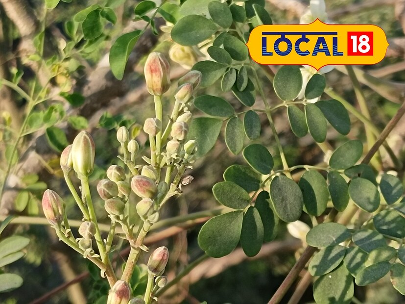 সজনের ডাঁটা অ্যামাইনো সমৃদ্ধ একটি খাবার। যা বাতের সমস্যা দূর করতে সাহায্য করে। মুখের স্বাদ ফেরাতে সজনে ডাঁটার জুড়ি নেই।