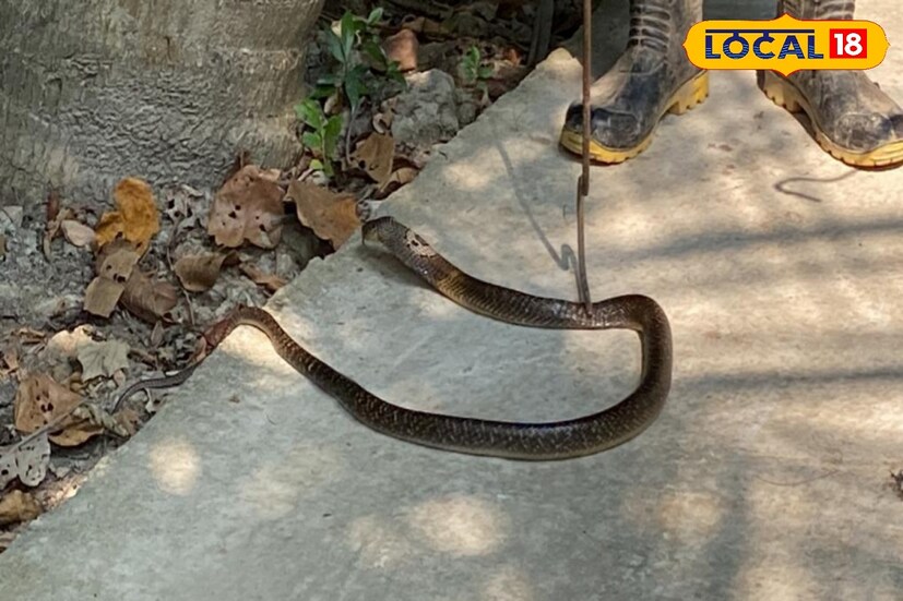 মনের উপর সাহস রেখে নিজেই সাপটিকে আস্তে করে মাথার উপরে চাপ দিয়ে ধরে তারপর ওই জারের মধ্যে ঢুকিয়ে দিতে হবে। তারপর সঙ্গে সঙ্গে ওই জারের ঢাকনাটা বন্ধ করে দিতে হবে। 