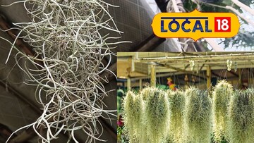 স্প্যানিশ