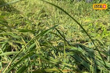 ঝড়ো হাওয়ায় কাটার আগেই জমিতে লুটিয়ে পড়ল ধান, মাথায়হাত কৃষকের