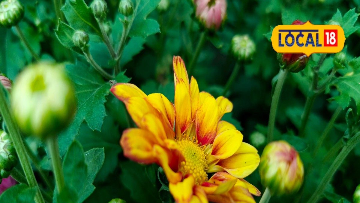 চন্দ্রমল্লিকা