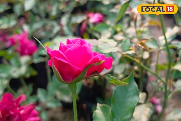 শীত মানেই ফুলের ছড়াছড়ি! দেখে নিন আপনার ঘর বাগান সাজানোর সেরা ৫ ফুল