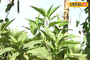 গায়ে ঘামের দুর্গন্ধ? দামি পারফিউম নয়, ব্যবহার করুন বাসক পাতা! জানুন নিয়ম