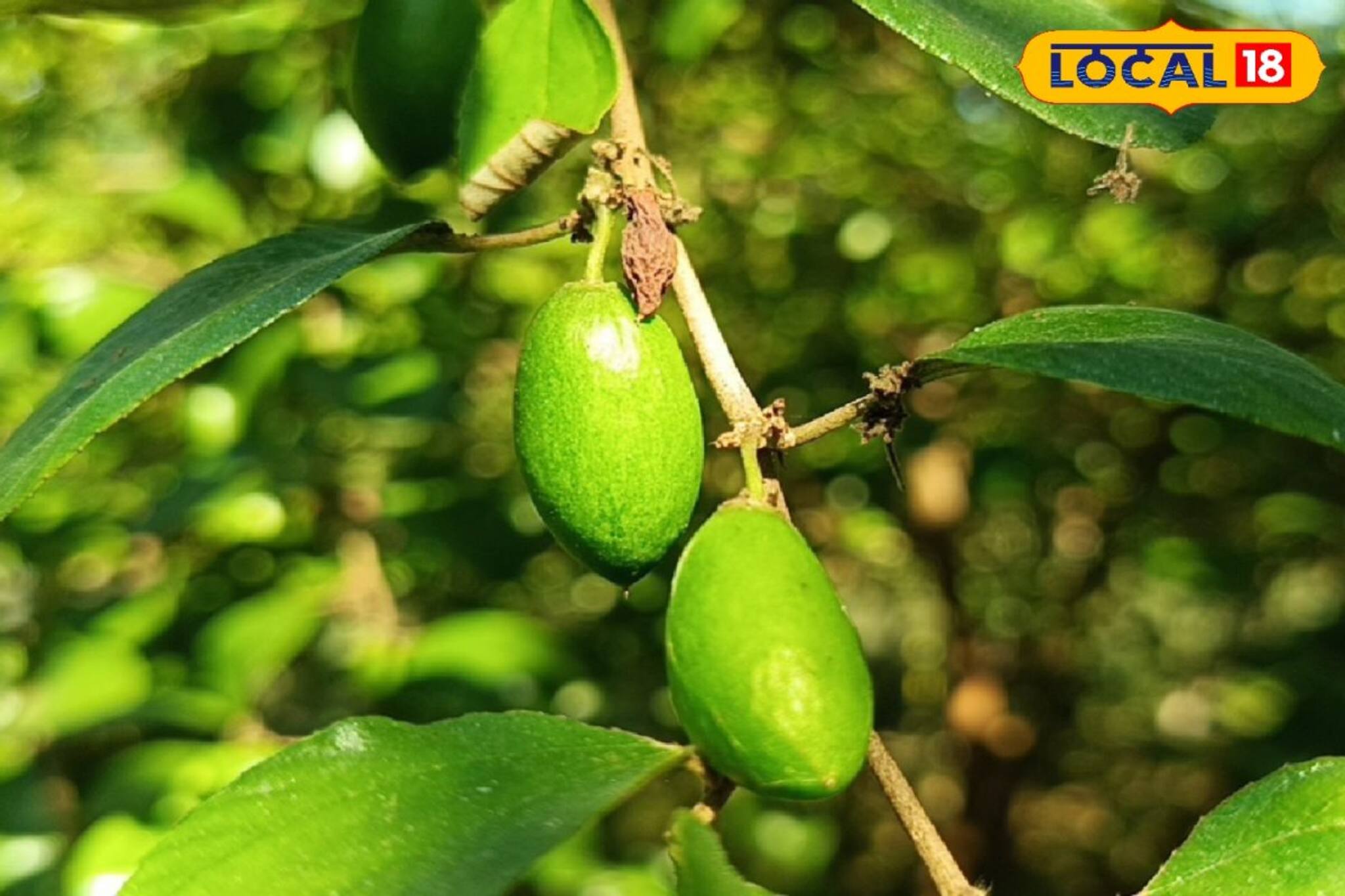 একবার চাষ করেই পাবেন প্রতিবছর লাভ! নামমাত্র খরচে করুন এই ফলের চাষ!