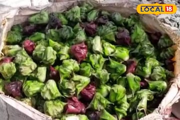পুকুরে এই ফল চাষ করে সহজেই করুন উপরি রোজগার! রইল প্রয়োজনীয় টিপস পুকুরে এই ফল চাষ করে সহজেই করুন উপরি রোজগার! রইল প্রয়োজনীয় টিপস