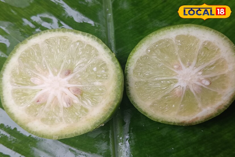 অ্যান্টিঅক্সিডেন্টস এর যোগান হিসাবে এবং ইমিউনিটি বুস্টার হিসাবে কার্যকরী।
