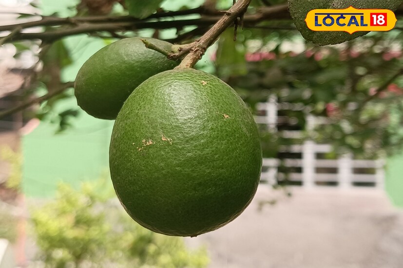 পেটের সমস্যা দূর করতে এক কথায় পাতিলেবুর অন্য কোন জুড়ি নেই। শরীরে থাকা ক্ষতিকারক ব্যাকটেরিয়া দূর করতে পারে পাতিলেবু।