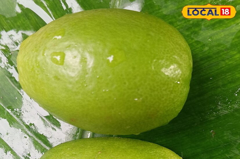 মুখের রুচি ফেরানোর পাশাপাশি পাতি লেবুতে রয়েছে বেশ কিছু কার্যকরী গুন। পাতি লেবুর কোনও অপকারিতা নেই। পেটের সমস্যা দূর করার পাশাপাশি দাঁত বা ত্বকের জন্য উপকারী পাতিলেবু। মুখের রুচি ফেরানোর পাশাপাশি পাতি লেবুতে রয়েছে বেশ কিছু কার্যকরী গুন। পাতি লেবুর কোনও অপকারিতা নেই। পেটের সমস্যা দূর করার পাশাপাশি দাঁত বা ত্বকের জন্য উপকারী পাতিলেবু।