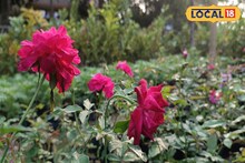 বেশি অপেক্ষা নয়, সাত থেকে দশ দিনেই ফুটবে ফুল