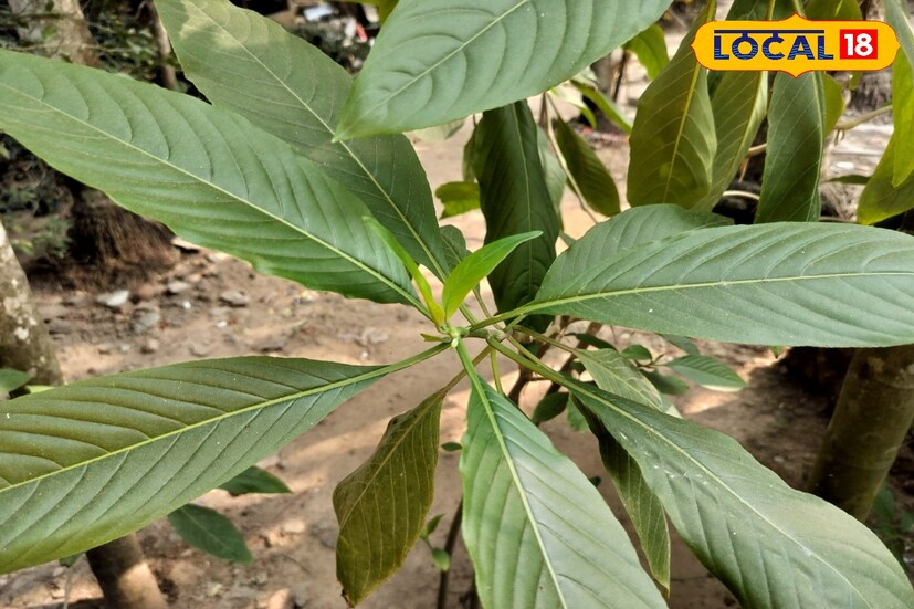 চর্মরোগ ভাল করতে অনেকেই অ্যান্টি-বায়োটিক ব্যবহার করে থাকেন। কিন্তু জানেন কি, বাসক পাতায় থাকা অ্যান্টি-ব্যাকটেরিয়াল চর্মরোগ প্রতিরোধ করে।