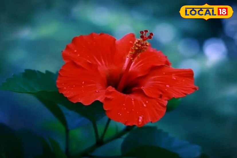 শীতকালে মাথায় কমবেশি সবারই খুশকি হয়। চুল পড়া থেকে শুরু করে নানান সমস্যায় ভুগতে হয় সবাইকেই। এই খুশকি রুখতে জবা ফুল ম্যাজিকের মত কাজ করে। সেই জবা ফুল কিভাবে মাথায় ব্যবহার করবেন তা নিয়ে বিশদে জানালেন বিশেষজ্ঞ কল্পনা দাস। মাথার খুশকি দূর করতে সপ্তাহে তিনদিন মাথার স্ক্যাল্পে  জবার তেল ম্যাসাজ করুন। জবা ফুলের নির্যাসও মাথার খুশকি আর চুল কালো করতে দারুণ কাজে আসে। 