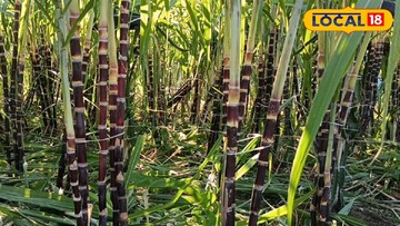 ফিলিপিন্সের