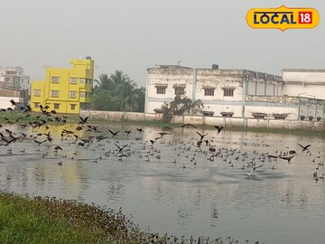 পাখিদের