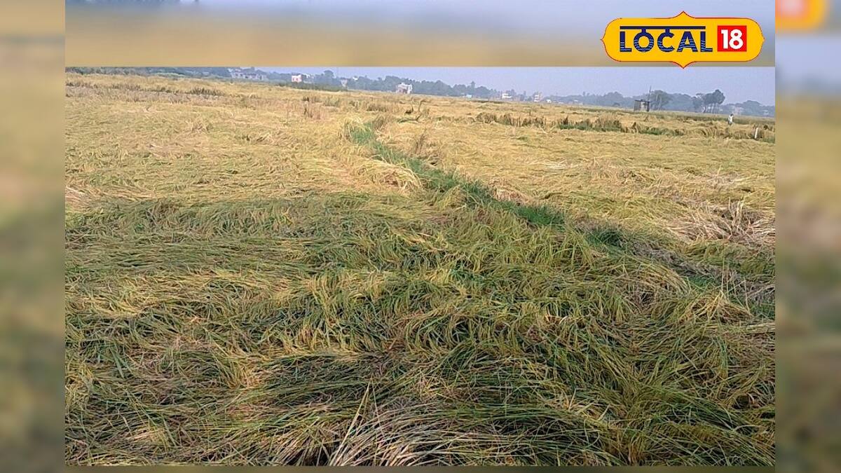 Rice destroyed by insects|পোকার আক্রমণে নষ্ট ধান – News18 বাংলা