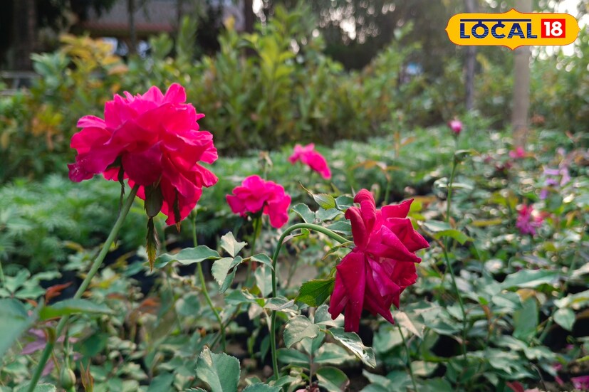 বাস্তুশাস্ত্রমতে, জীবনে আর্থিক সমস্যা থাকলে, লাল গোলাপে একটি কর্পূর রেখে তা জ্বালিয়ে আরতি করুন মা লক্ষ্মীকে। দেখুন আপনার আয়ের উৎস খুলে যাবে। (রিপোর্টার-- নয়ন ঘোষ)
