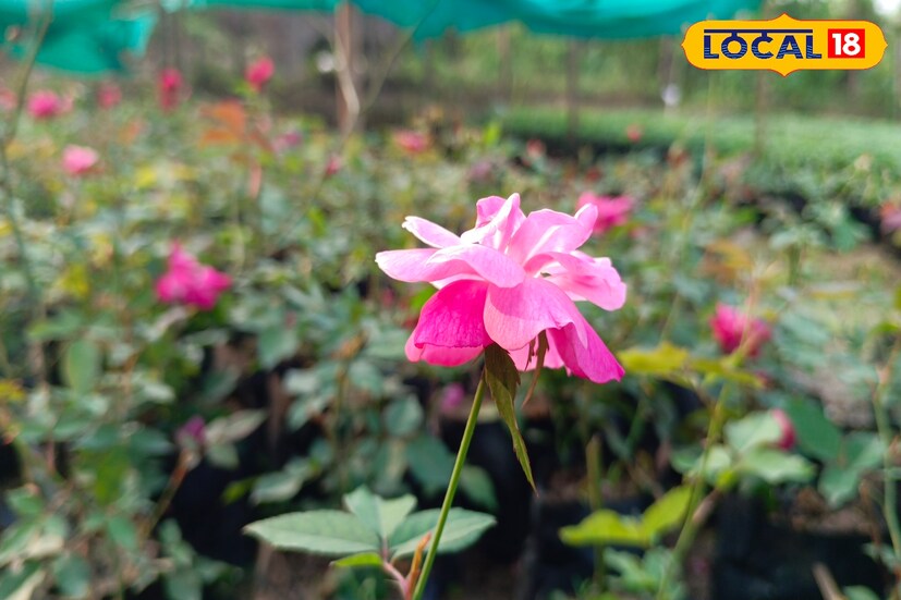 শীঘ্র অর্থ পেতে পান পাতার উপর গোলাপের পাঁচটি পাপড়ি রেখে মা দুর্গার পায়ে নিবেদন করুন। দেখুন দেবীর কৃপায় আসবে সৌভাগ্য। (রিপোর্টার-- নয়ন ঘোষ)