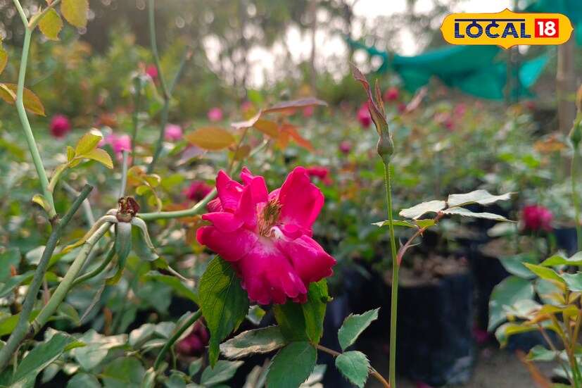 দেবী লক্ষ্মীকে প্রসন্ন করতে চাইলে দেবীর পায়ে নিবেদন করুন লাল গোলাপ। এই ফুল দেবীর খুব পছন্দের। পরপর ১১ টি শুক্রবার এই কাজ করলে, আপনার ঘর টাকায় ভর্তি হবে। (রিপোর্টার-- নয়ন ঘোষ)