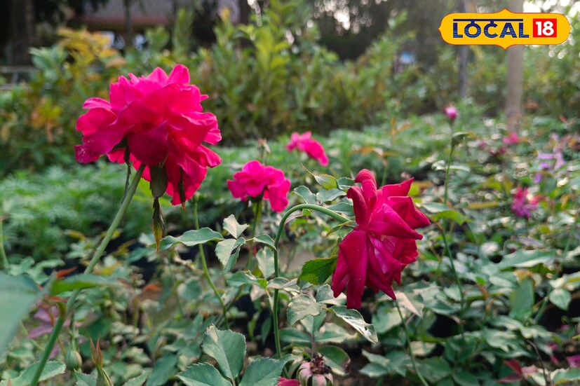 লাল গোলাপ হনুমানজির খুব পছন্দের। মনের যে কোনও ইচ্ছা পূরণ করতে চাইলে হনুমানজিকে লাল গোলাপের মালা দিন। তার কাছে সিঁদুর তেল অর্পণ করুন। দেখুন মনস্কামনা কেমন পূরণ হবে। (রিপোর্টার-- নয়ন ঘোষ)