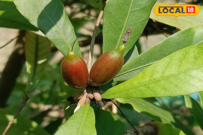 *মিরাকেল ফল খাওয়ার পর এক-দুই ঘণ্টা পর্যন্ত জিভের স্বাদ গ্রহণ ক্ষমতা অস্বাভাবিক হয়ে থাকে।