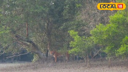 বনের বাঘ