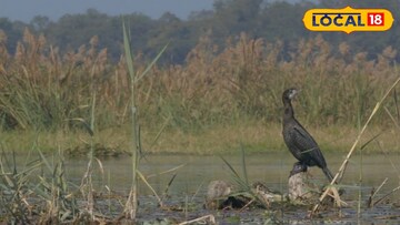 পরিযায়ী