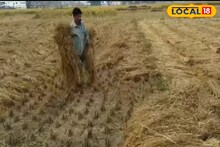 ফের নিম্নচাপ, ধান কাটার মুখে বৃষ্টির পূর্বাভাসে দুশ্চিন্তায় কৃষকরা