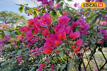 কাগজ ফুলের পরিচর্যা করবেন কীভাবে, জানুন উপায় কাগজ ফুলের পরিচর্যা করবেন কীভাবে, জানুন উপায়