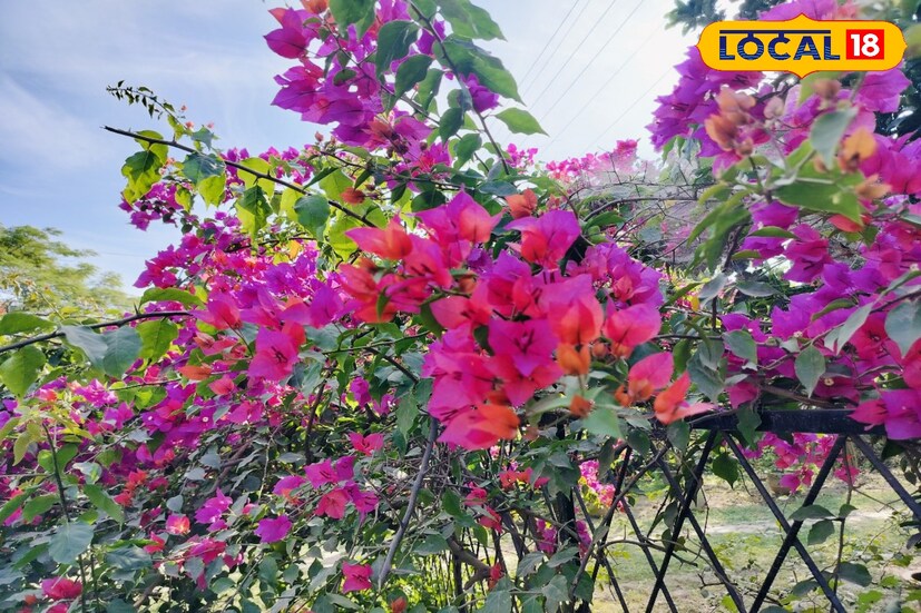 নার্সারি থেকে নানা রঙের কাগজ ফুলের চারা কিনে এনে মাটির মধ্যে লাগিয়ে নেওয়া যায়। প্রথমে খানিকটা জল দিয়ে দিতে হবে। তবে খেয়াল রাখতে হবে এই গাছ জল বেশি পছন্দ করে না। তাই যতক্ষণ না মাটি শুকিয়ে যাবে ততক্ষণ জল দেবেন না।