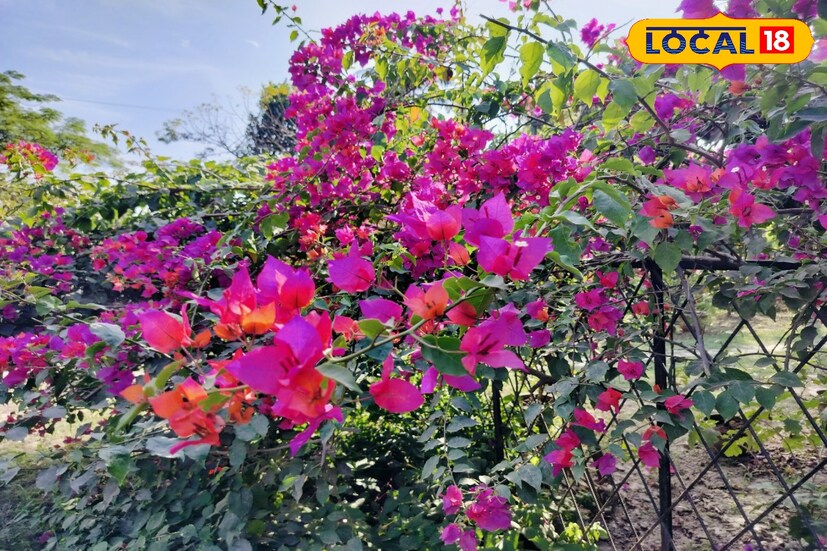 জৈব সার হিসেবে দেওয়া যেতে পারে পচা গোবর সার, সরষের খোল পচা সার, পাতা পচা সার, কিংবা রান্নার বজ্র পদার্থ থেকে পচানো সার।