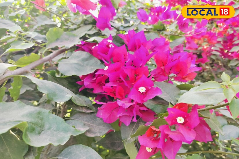 কাগজ ফুলের জন্য দরকার পর্যাপ্ত সূর্যের তাপ। দোয়াশ মাটি উপযুক্ত। সরাসরি রোদে গাছকে রাখতে হবে দিনে অন্তত ৪-৫ ঘণ্টা। গাছ যত রোদ পাবে তত ভাল ফুল দেবে।